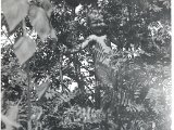 Familiealbum Sdb010 2  1943 Tarzan i urskoven